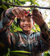 Asian kid boy cocoa farmer uses pruning shears to cut the cocoa pods or fruit ripe yellow cacao...