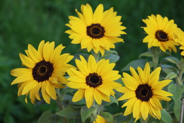 Sweden. The common sunflower (Helianthus annuus) is a species of large annual forb of the genus Helianthus. It is commonly grown as a crop for its edible oily seeds. 