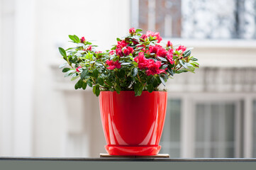 A red flower pot with azaleas placed in front of a windowsill with a beautiful building out of focus in the background