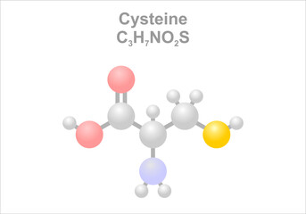 Cysteine. Simplified scheme of the molecule.