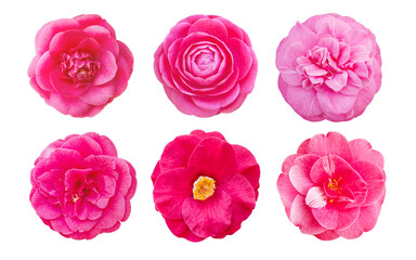 Pink camellia flowers set isolated transparent png. Camellia japonica.