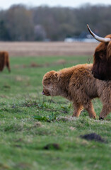 scottish highland cow
