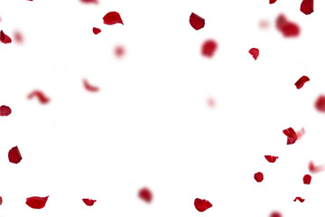 Floating red rose petal isolated on on a transparent background png. Background concept for love greetings on valentines day and mothers day. Space for text © Daria