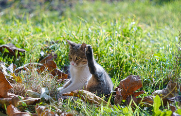 the cat is licking its feet on the grass