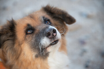 schwarze Hundenase - hoch erhobene Hundeschnauze mit fragendem Hundeblick