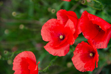 roter Mohn - herrliche blühende, große Blüten