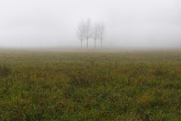 Fototapeta na wymiar Four trees standing alone in the mist