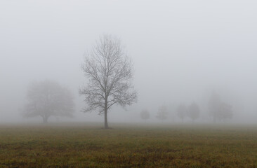 Obraz na płótnie Canvas A tree standing alone in the mist