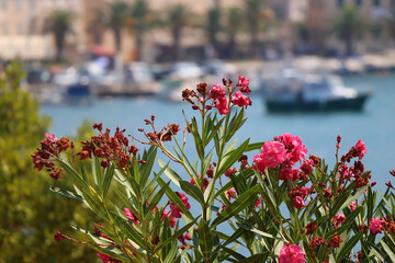 Vibrant pink oleander flowers in the garden. Picturesque Mediterranean town and sea in the...