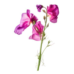 Lathyrus (Sweet Pea) dried flower isolated on transparent background. Generative AI