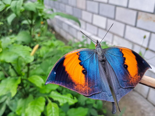butterfly on leaf