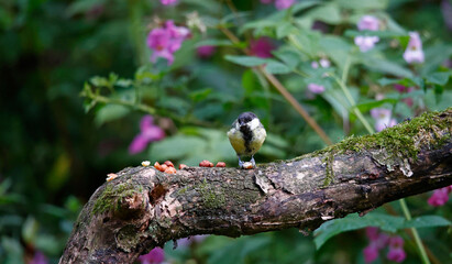 Great tit eating nuts at a woodland feeding site