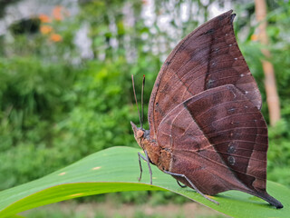 Obraz premium butterfly on leaf