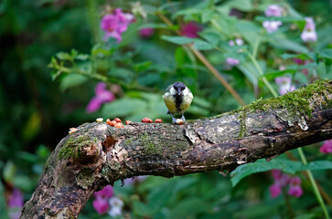 Great tit eating nuts at a woodland feeding site