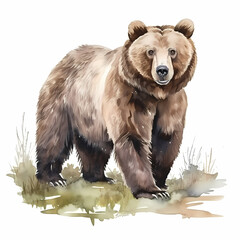 Grizzly bear. Watercolor drawing.