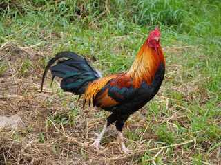 Male bantams walk, exercise and forage on the grass.  standing on the lawn.