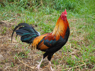 Male bantams walk, exercise and forage on the grass.  standing on the lawn.