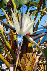 Strelitzia nicolai. Giant White Bird of Paradise flower