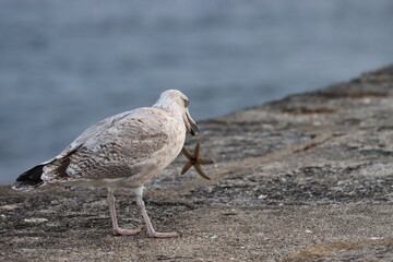 Sea star and seagull