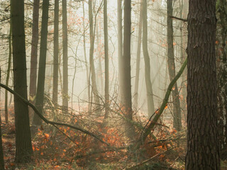 Wysoki, sosnowy las. Jest słoneczny poranek. Między drzewami unosi się mgła oświetlana promieniami wschodzącego słońca.