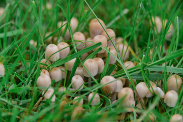 Czernidłak gromadny mały grzyb rosnący w trawie. Występuje od w miejscach bogatych w próchnicę pozostałą po rosnących w tych miejscach drzewach. - obrazy, fototapety, plakaty