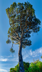 Maritime pine with a particular shape in the estate of the Natural Park of San Rossore Pisa Tuscany Italy