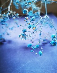 Delicate dry blue flowers on a blue background