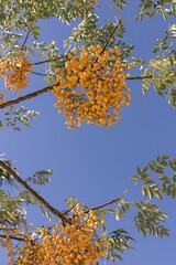 yellow berries on a tree in turkey. Against the background of the sky