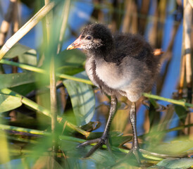 Common moorhen, Gallinula chloropus. A young bird, a chick, standing on the stalks of a reed tree