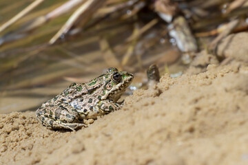 Common water frog.A frog basking on the sand near the lake on a sunny summer day.