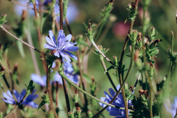 Close-up of blue chicory flowers