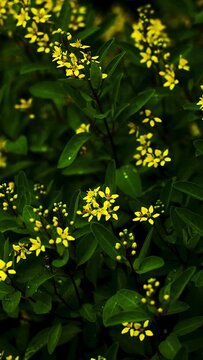 Yellow flower and leaves in the garden