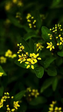 Yellow flowers with green leaves 