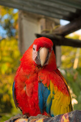 Santa Marta, Colombia - January 1 2023: Portrait of colorful Scarlet Macaw parrot