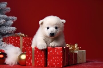 Fototapeta na wymiar baby polar bear with christmas gift boxes on red background