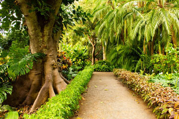 Stunning Tropical Palms in Jardin Botanico, Puerto de la Cruz, Tenerife, Canary Islands, Spain