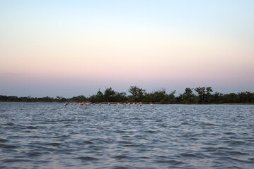 Los Flamencos National Reserve, Colombia - January 2 2023: Landscape of blue lake with pink flamingo in the distance