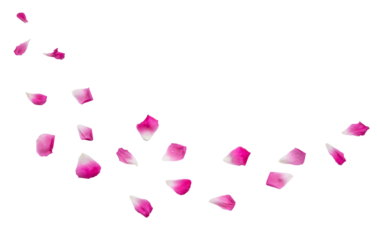 Petal of pink rose isolated on a transparent background.