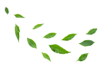Green leaves flying in the air isolated on transparent background.