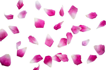 Petal of pink rose isolated on a transparent background.