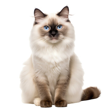 Chat Birman en transparence, sans background
