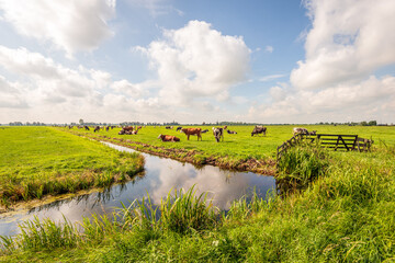 Typical Dutch polder landscape with grazing cows in the meadow and clouds reflected in the mirror...