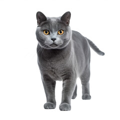 Fototapeta premium Chat Chartreux en transparence, sans background