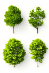 Four different trees with different leaves on them, all in different positions.