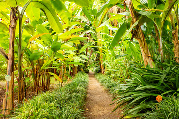 Pathway Flanked by Banana Plants in Jardin Botanico, Puerto de la Cruz, Tenerife, Canary Islands, Spain