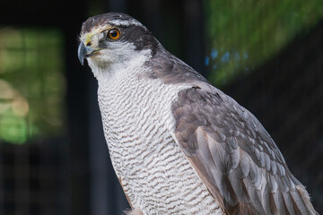 猛禽類もふもふ