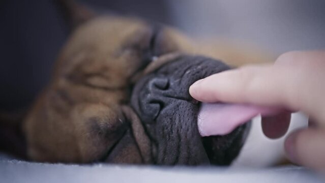 Man being licked by a french bulldog dog lying on bed, slow motion