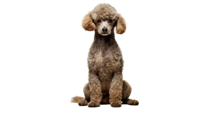 Chien Caniche en transparence, sans background