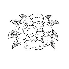 Hand drawn cauliflower spider Mascot Character Vector illustration color children cartoon