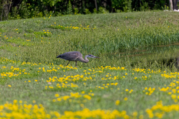 Young Great blue heron ( Ardea cinerea ) is the largest American heron hunting small fish, insect, rodents, reptiles, small mammals, birds and especially ducklings.